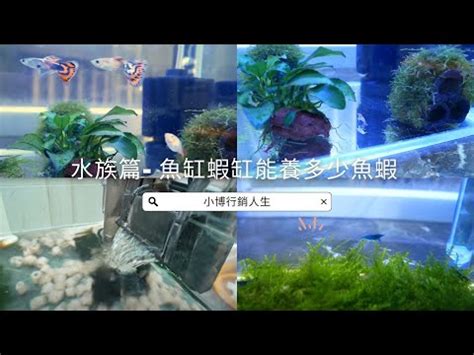 魚缸計算|魚缸計算機｜魚缸過濾｜魚缸光照｜魚缸溫度｜魚缸Di